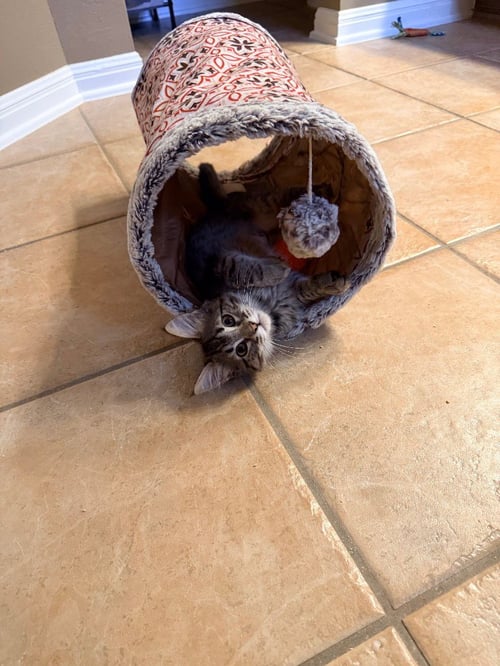 BREEZE - Domestic Medium Hair available for adoption