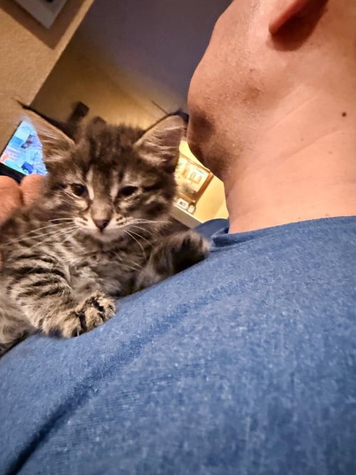 BREEZE - Domestic Medium Hair available for adoption