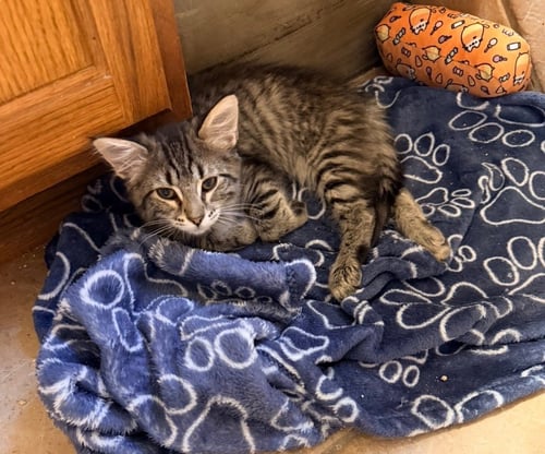 BREEZE - Domestic Medium Hair available for adoption