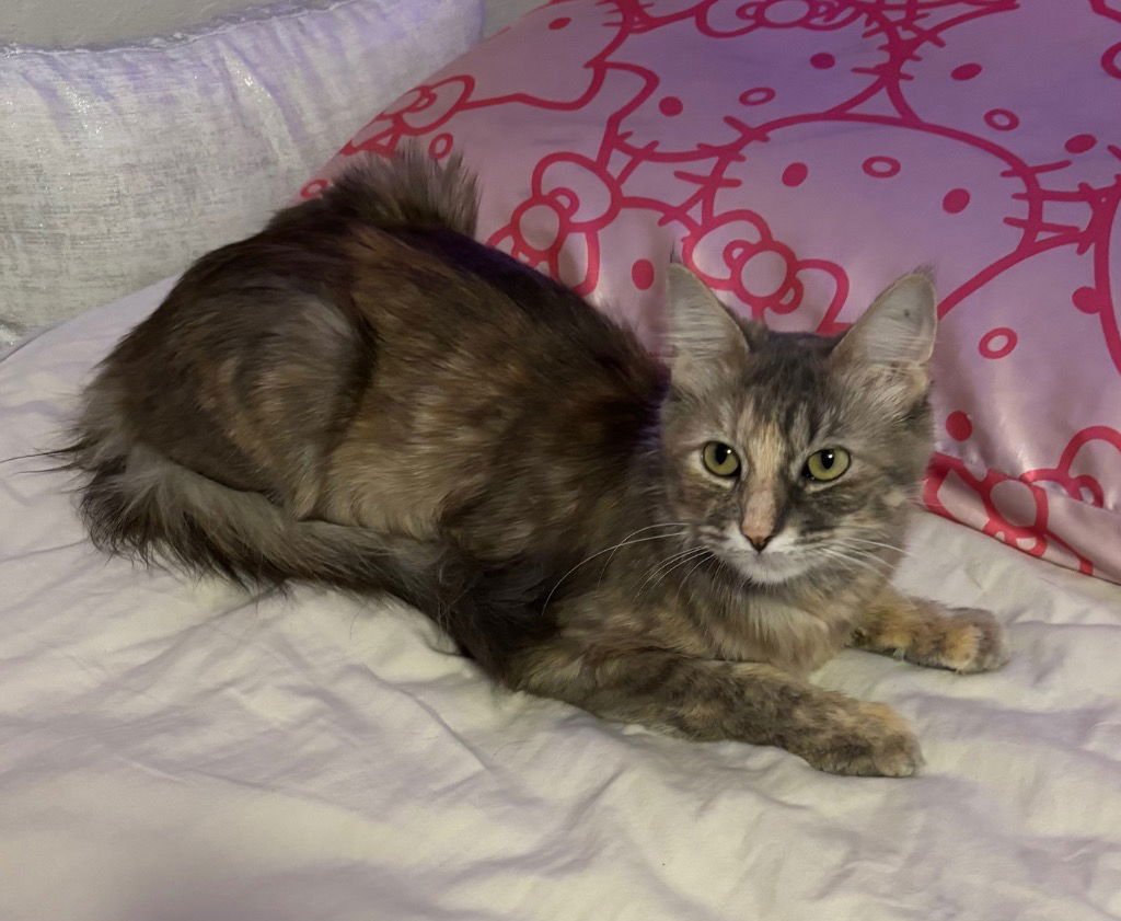 STAR FIRE - Domestic Short Hair available for adoption