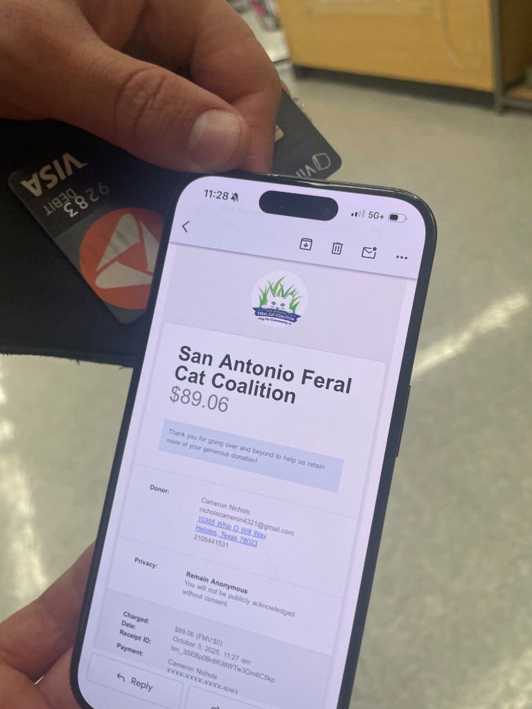 STAR FIRE - Domestic Short Hair available for adoption