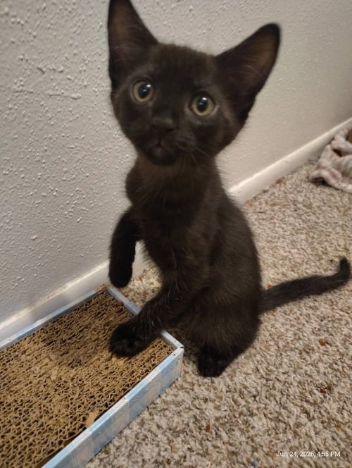 CORALINE - Tabby available for adoption