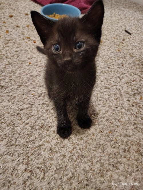 CORALINE - Tabby available for adoption