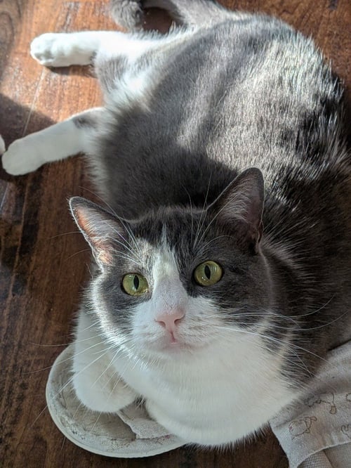 LOVIE - Domestic Short Hair available for adoption