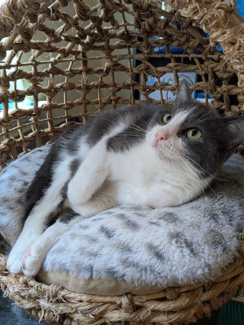 LOVIE - Domestic Short Hair available for adoption