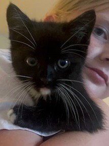 PETE - Tabby available for adoption