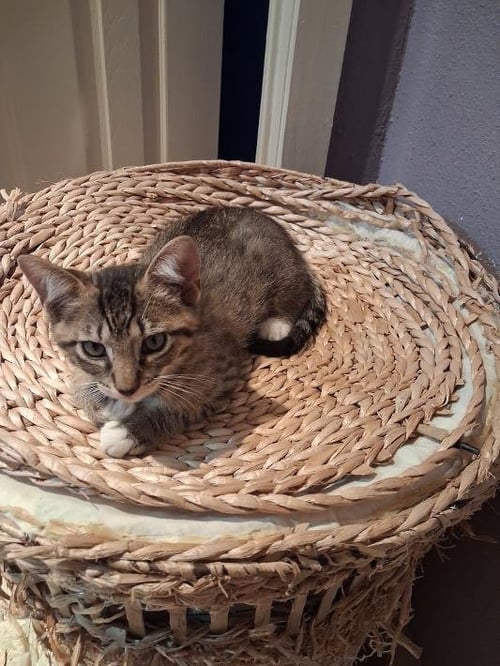BEAR CLAW - Domestic Short Hair available for adoption