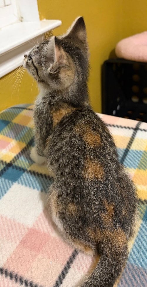 CAMDEN - Tabby available for adoption