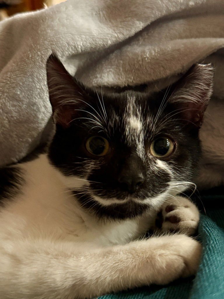 DR. RUTH - Domestic Short Hair available for adoption