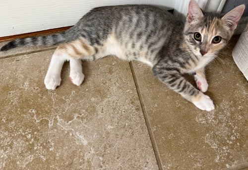 MONROE - Tabby available for adoption