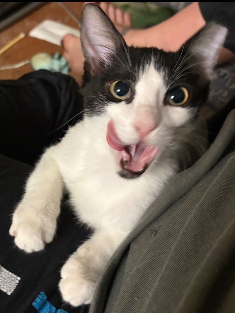 BANDIT - Domestic Short Hair available for adoption