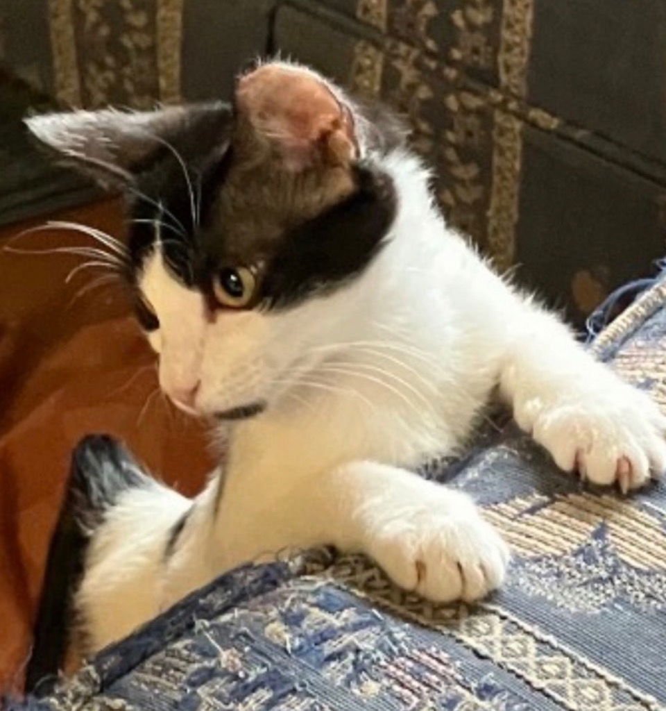 BANDIT - Domestic Short Hair available for adoption