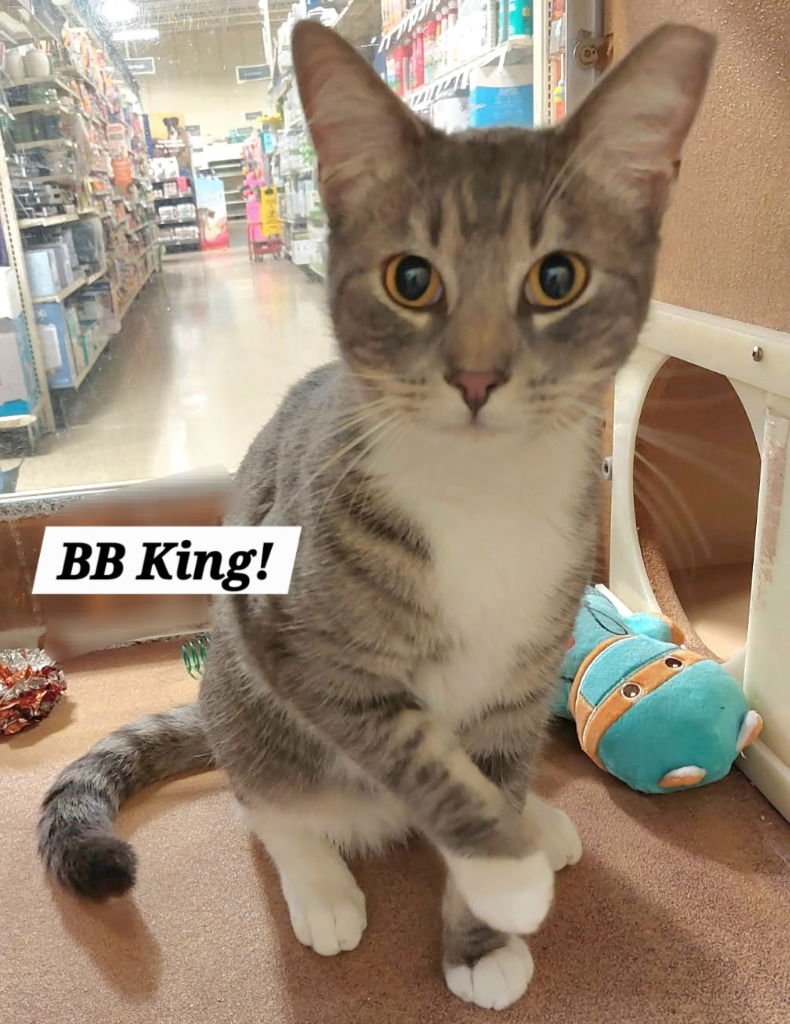 BB KING - Tabby / Domestic Short Hair available for adoption