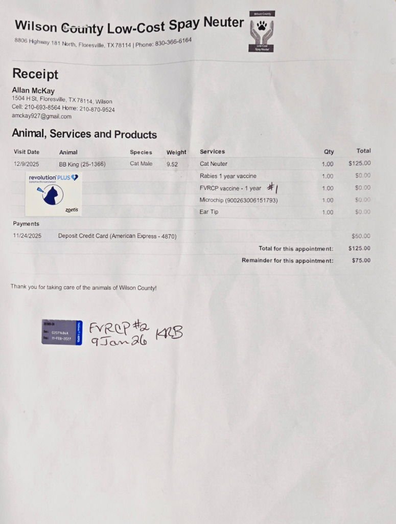 BB KING - Tabby / Domestic Short Hair available for adoption