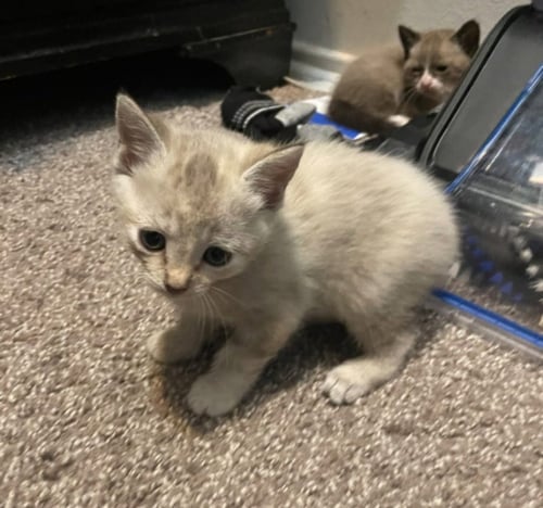 SAGE - Tabby available for adoption