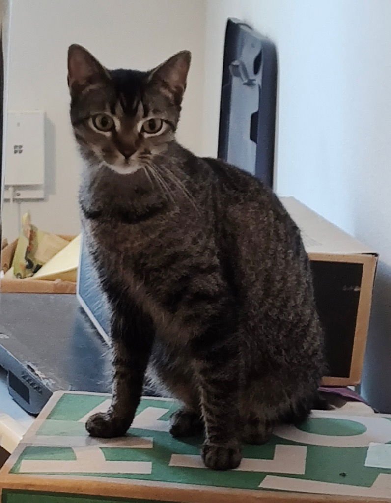 MS BAMBI - Tabby available for adoption