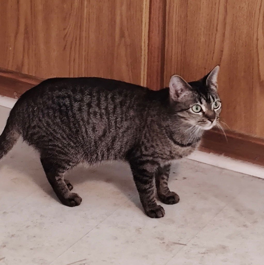 MS BAMBI - Tabby available for adoption