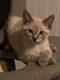 Snickerdoodle - Photo 1