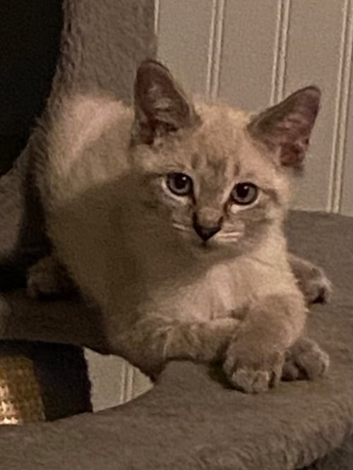 SNICKERDOODLE - Siamese available for adoption
