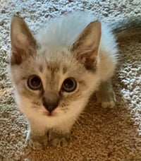 Snickerdoodle - Photo 2