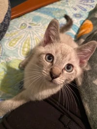 Snickerdoodle - Photo 3