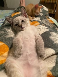 Snickerdoodle - Photo 4