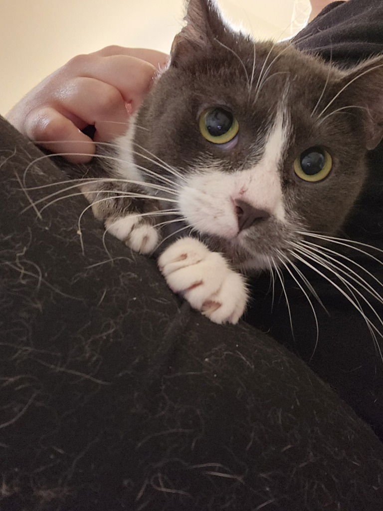 GHOSTY - Russian Blue / Domestic Short Hair available for adoption