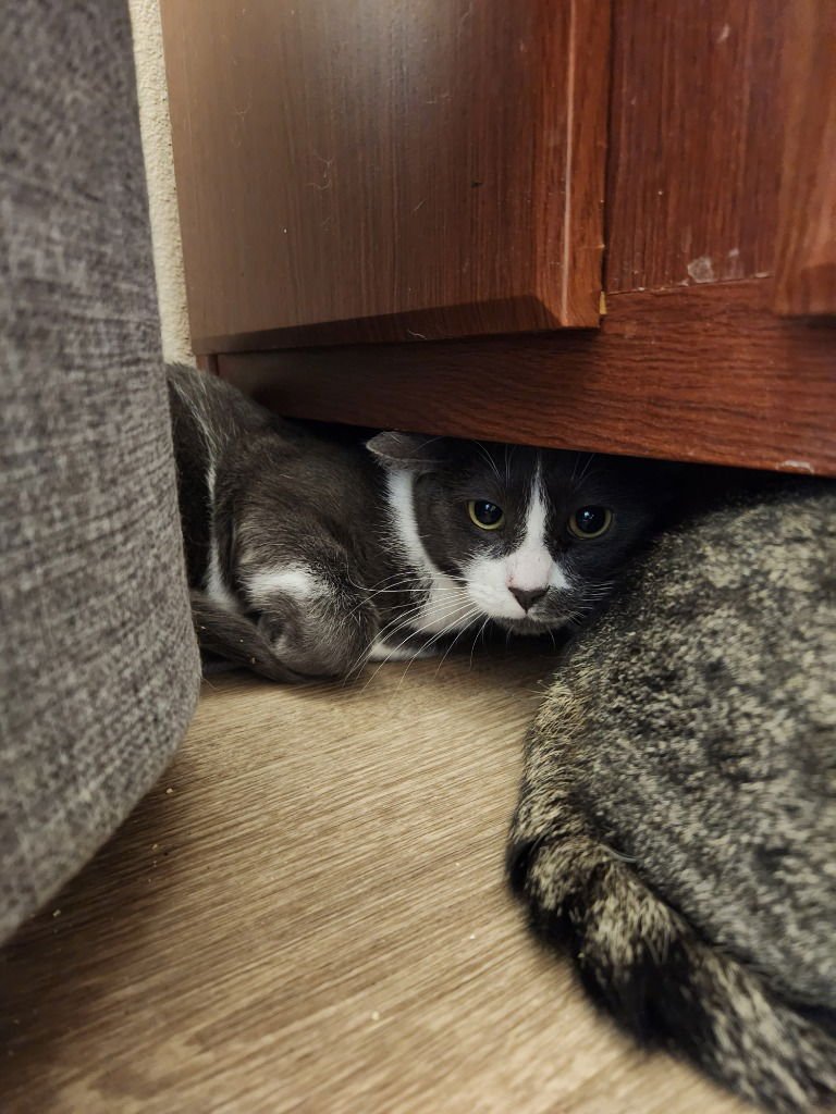 GHOSTY - Russian Blue / Domestic Short Hair available for adoption