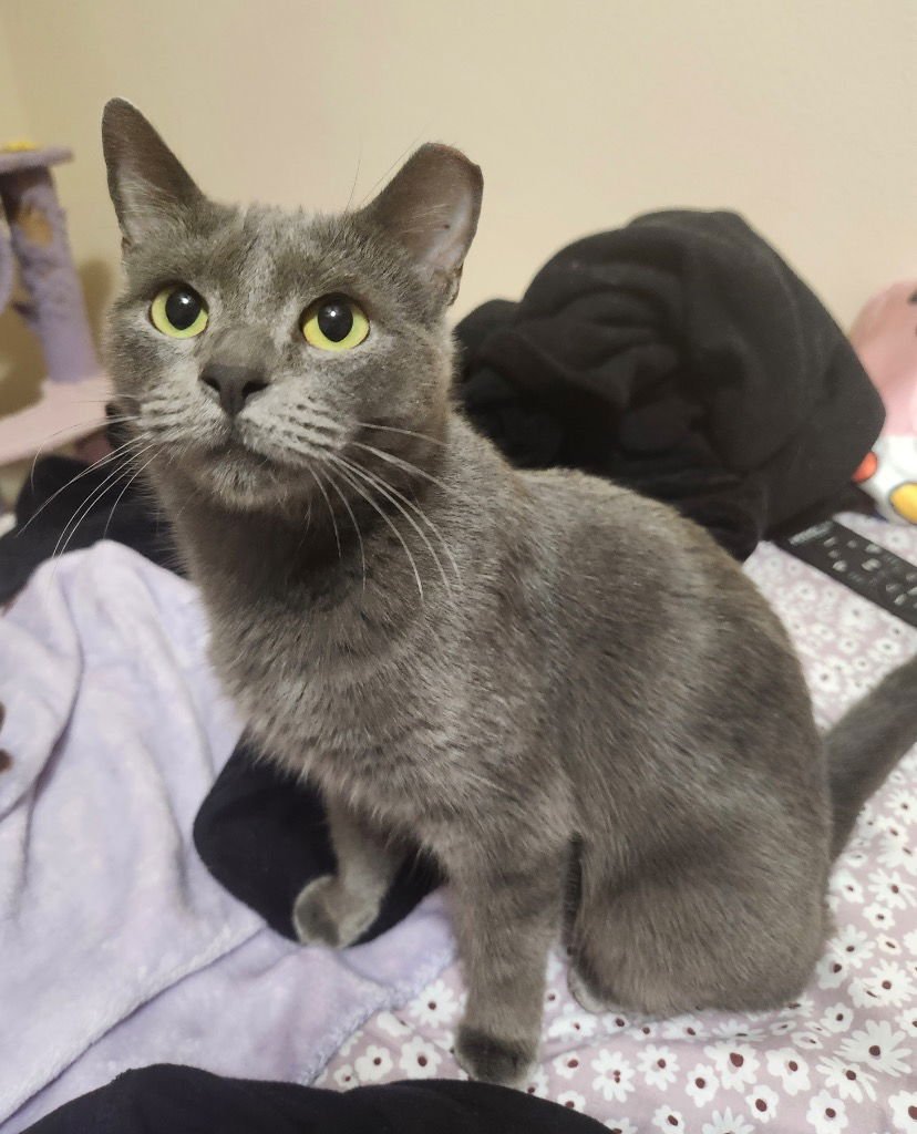 SHADOW - Russian Blue / Domestic Short Hair available for adoption