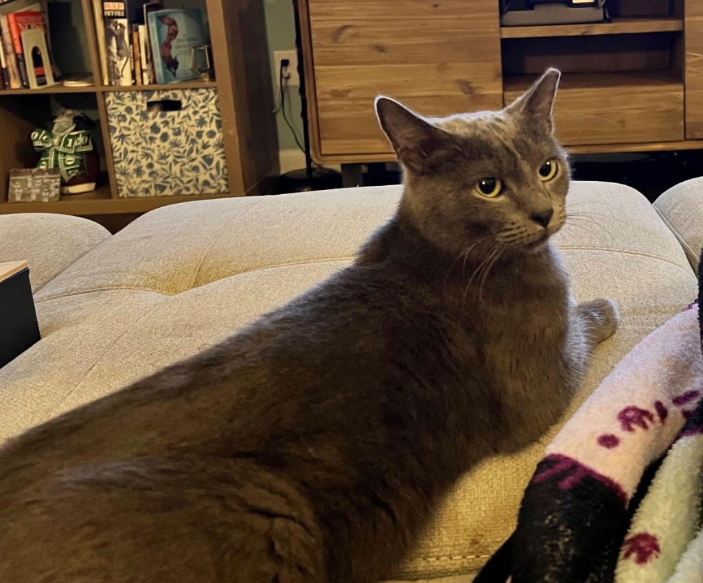 SHADOW - Russian Blue / Domestic Short Hair available for adoption