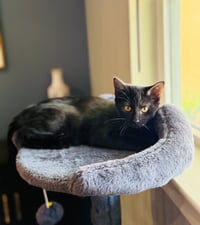 Luna - Photo 3