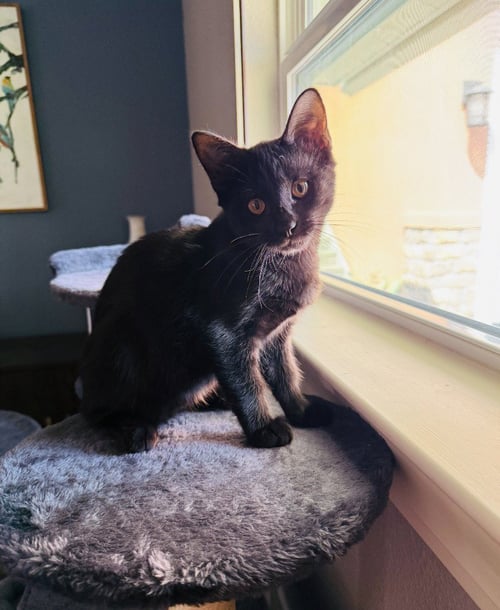 LUNA - Domestic Short Hair available for adoption