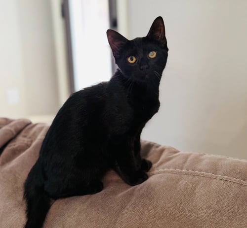 LUNA - Domestic Short Hair available for adoption