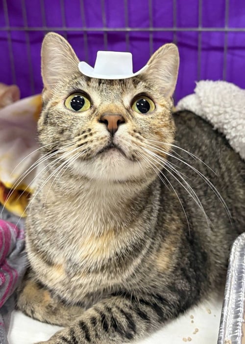 STORMY - Domestic Short Hair available for adoption