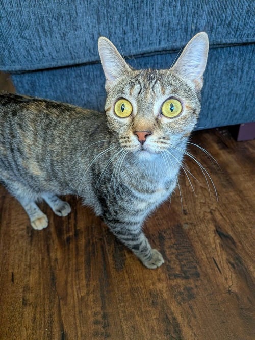 STORMY - Domestic Short Hair available for adoption