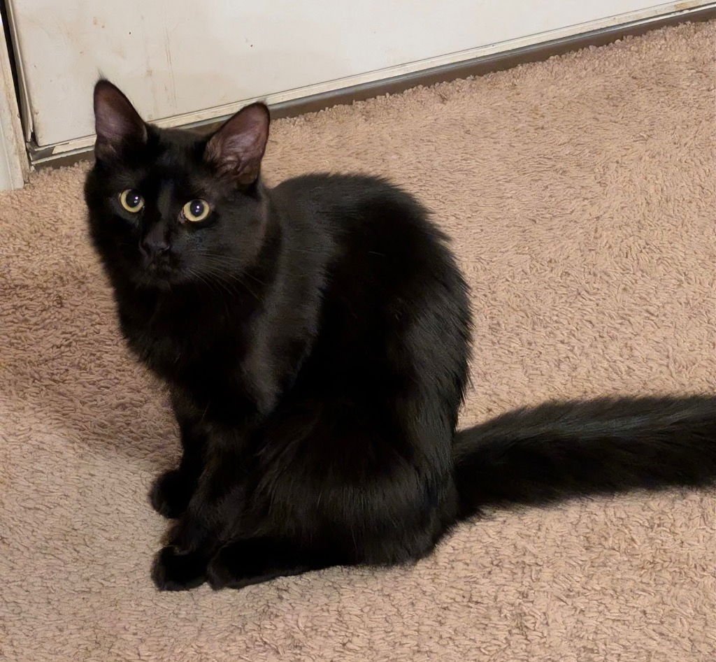 JOAN D'ARC - Domestic Long Hair available for adoption