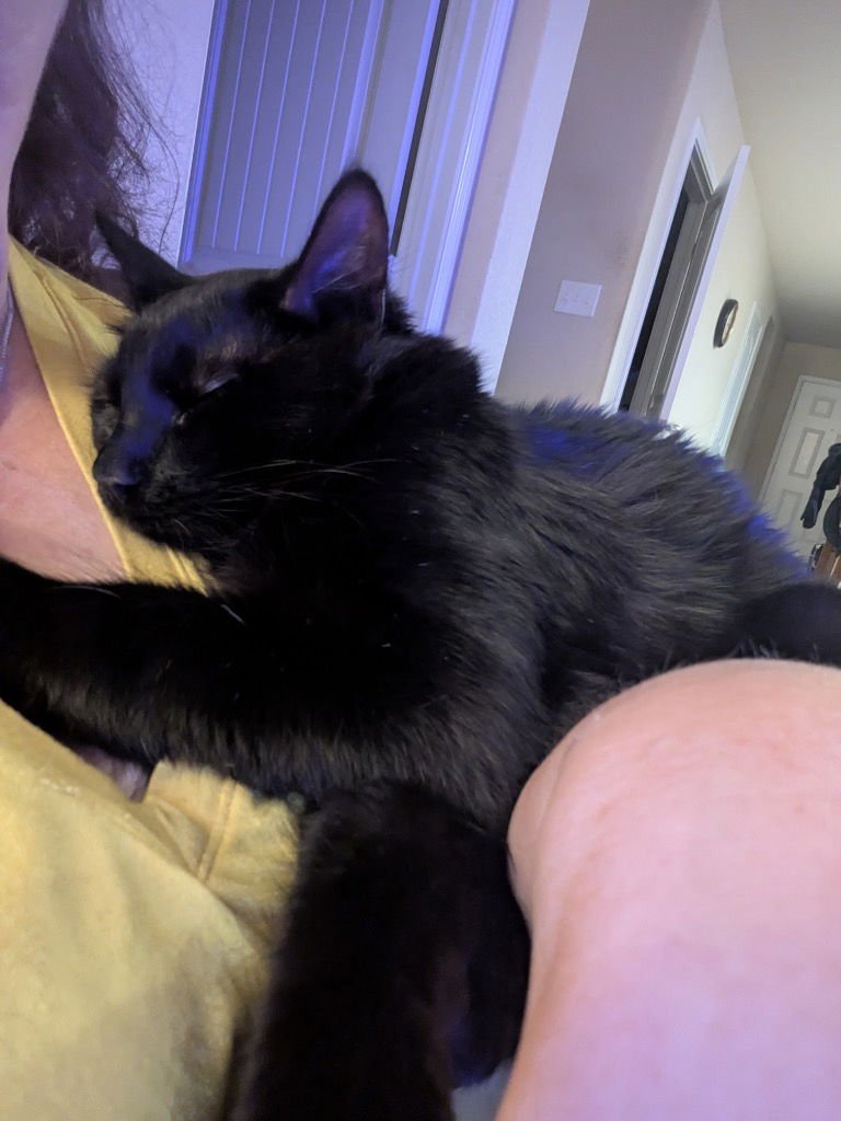 JOAN D'ARC - Domestic Long Hair available for adoption