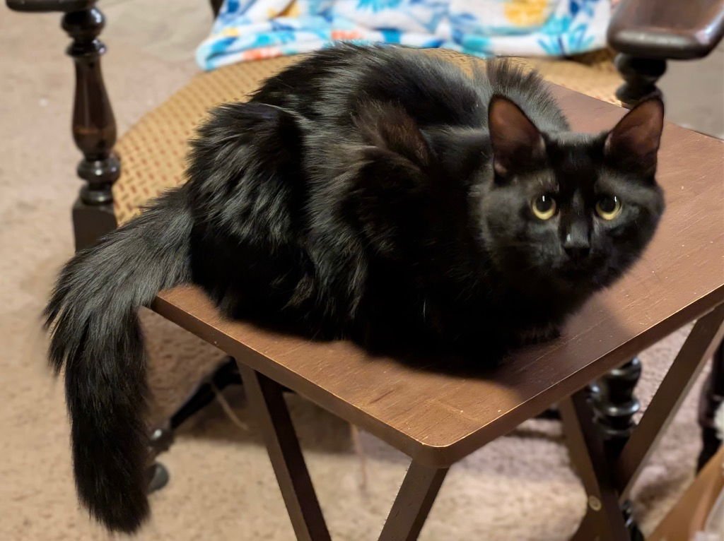 Joan D'Arc - Photo 4