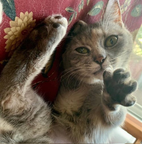 LADY DAISY - Tabby available for adoption
