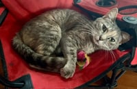 Lady Daisy - Photo 3