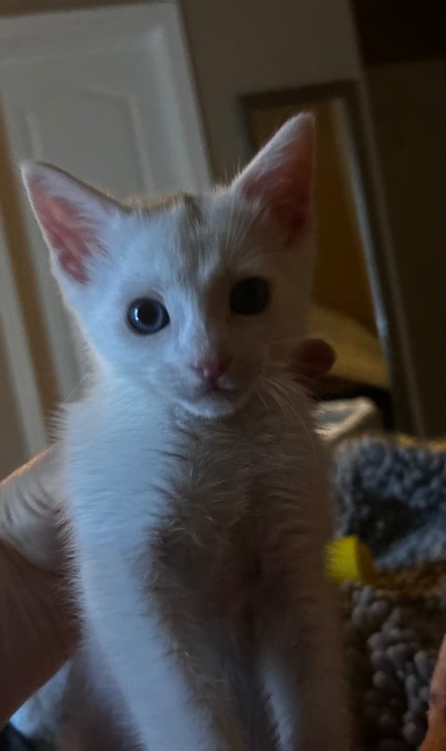 RILEY - Domestic Short Hair available for adoption