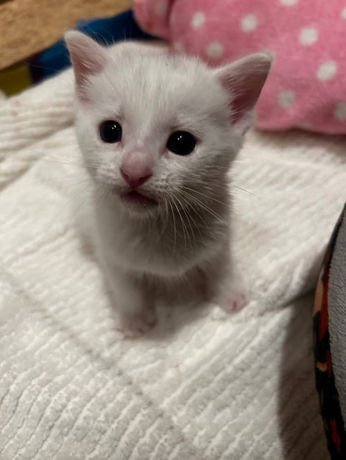 RILEY - Domestic Short Hair available for adoption