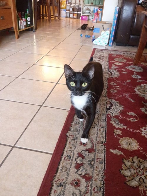 ANGEL MOM - Domestic Short Hair available for adoption