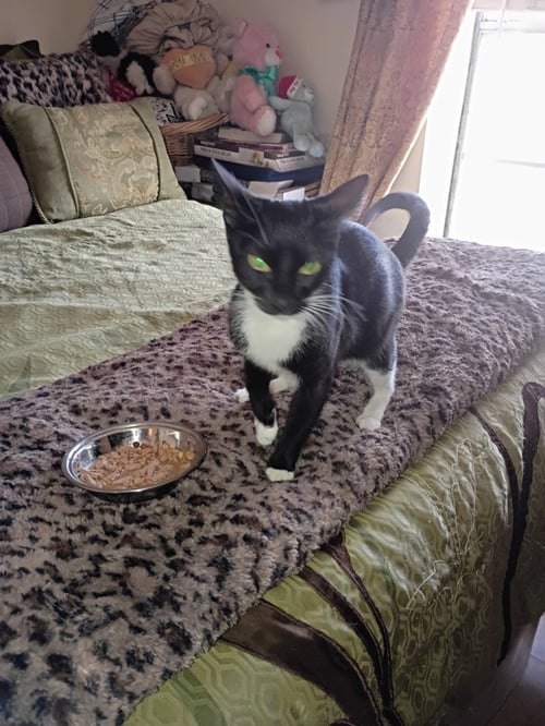 ANGEL MOM - Domestic Short Hair available for adoption