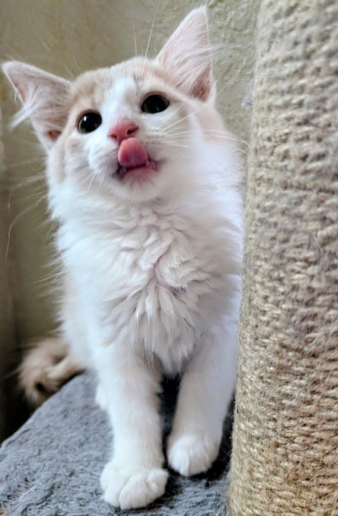 LUQUILLO - Domestic Short Hair available for adoption