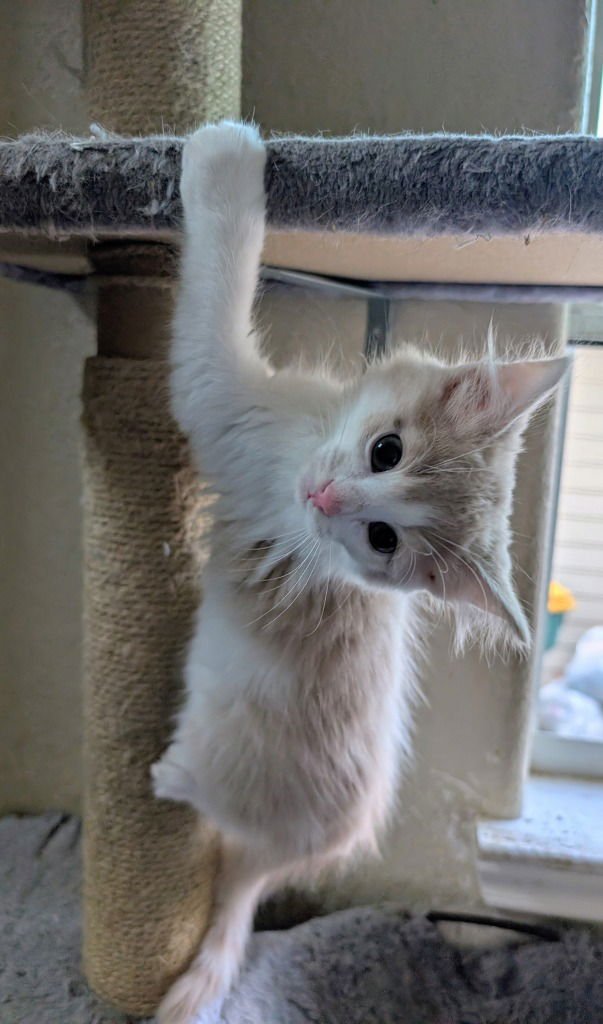 LUQUILLO - Domestic Short Hair available for adoption