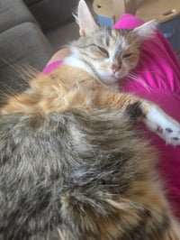 Maple - Photo 4