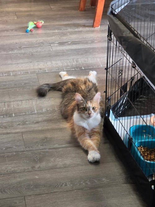 MAPLE - Calico / Domestic Long Hair available for adoption
