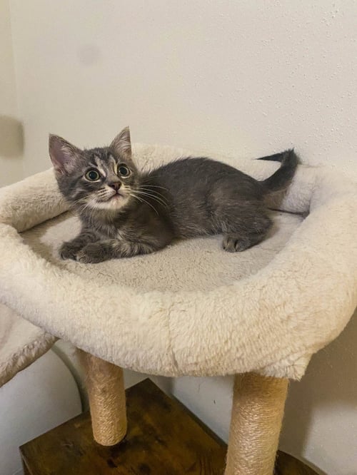 GLIMMER - Domestic Short Hair available for adoption
