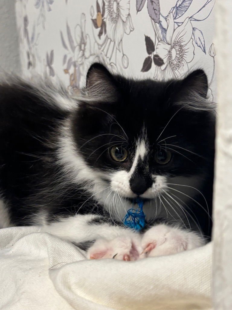 PANDA - Domestic Short Hair / Domestic Long Hair available for adoption